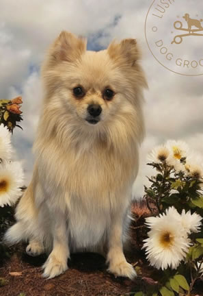 Dog Grooming 3
