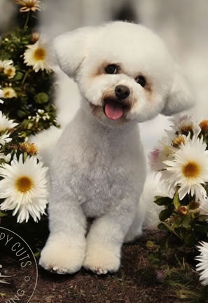 Dog Grooming 2
