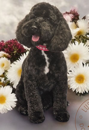 Dog Grooming 4