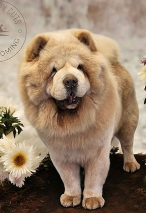 Dog Grooming 5