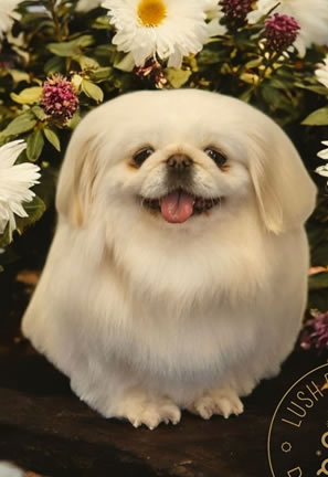 Dog Grooming 6