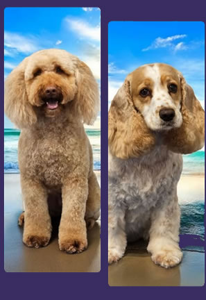dog grooming carmarthen